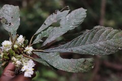 Neurocalyx calycinus